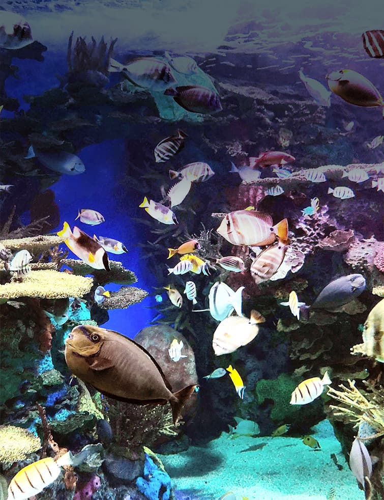 busy intersection of fish in coral reef