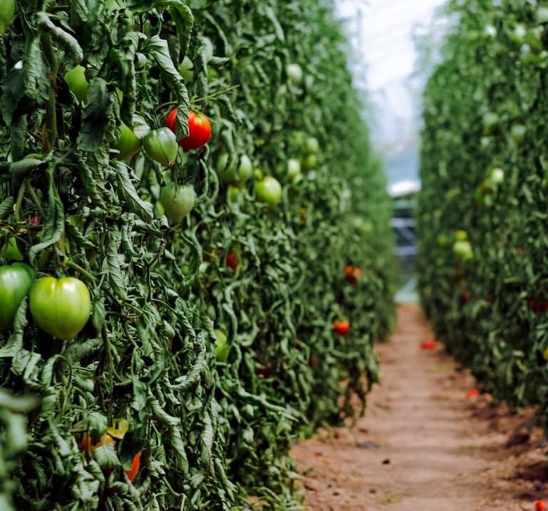 vineyard with tomatoes